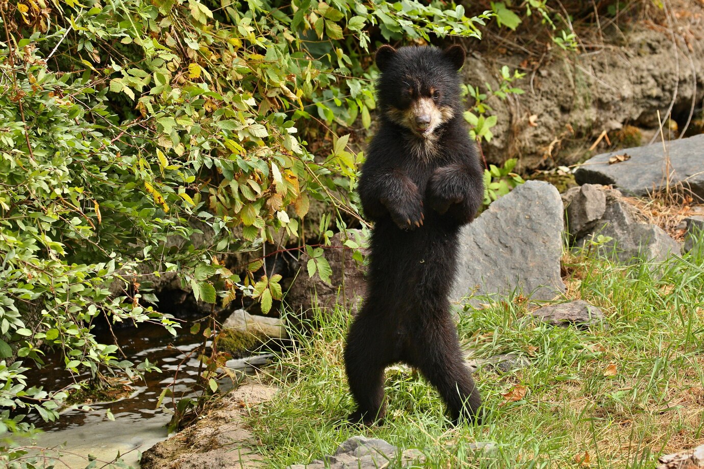 Специалисты высказались о спасении умирающего медвежонка на сибирской трассе