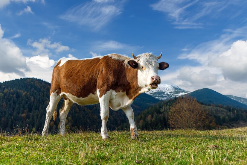Российские ученые спасли ценную породу коров