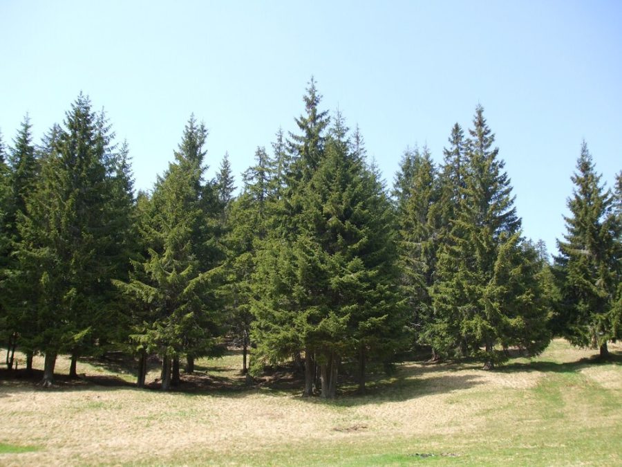 15 тысяч хвойных деревьев оживили «мертвую» землю в Кузбассе