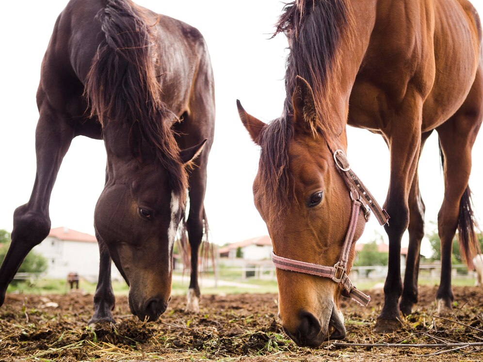 Восемь лошадей могут безжалостно погибнуть на конезаводе в российском регионе