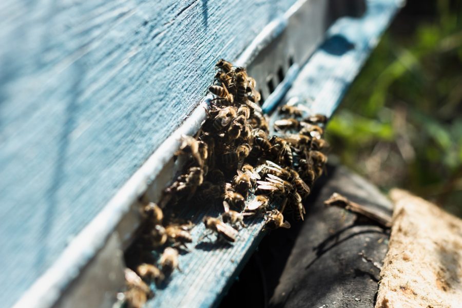 Насекомые из Узбекистана могут полностью уничтожить среднерусских пчел в России
