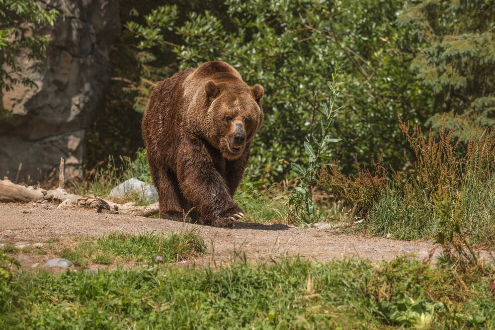 В Кузбассе медведь аккуратно угостился конфетами на кладбище