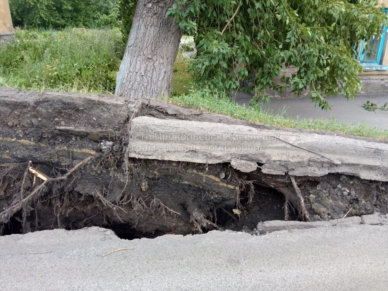 Дерево вырвало вместе с асфальтом: на Кузбасс обрушилась стихия
