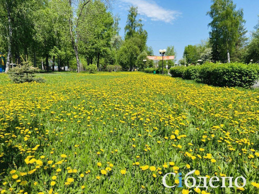 Аномально жаркая и бушующая погода продлится в Кузбассе еще несколько дней