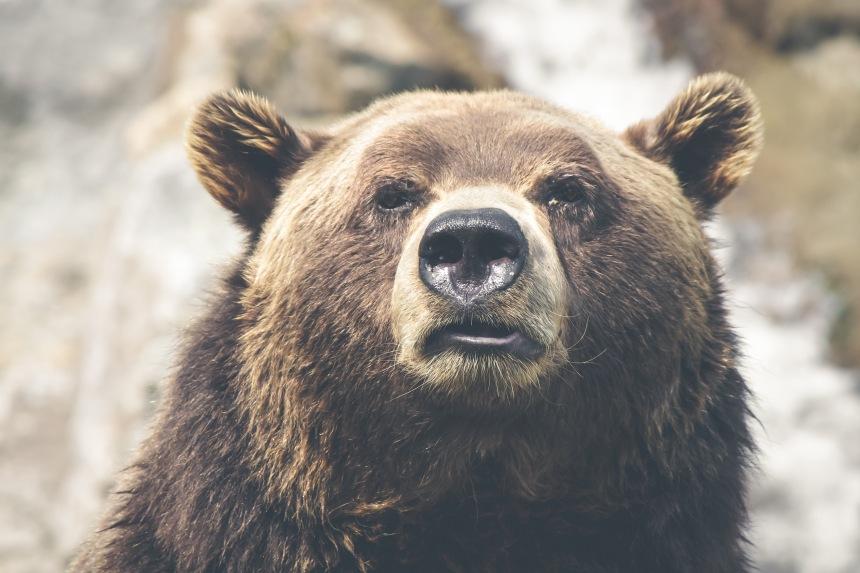 Видео: в окно жителям Кузбасса настойчиво ломился медведь