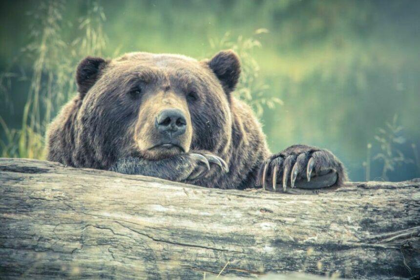 Довольный медведь весь день бродит по огородам дачников в Кузбассе