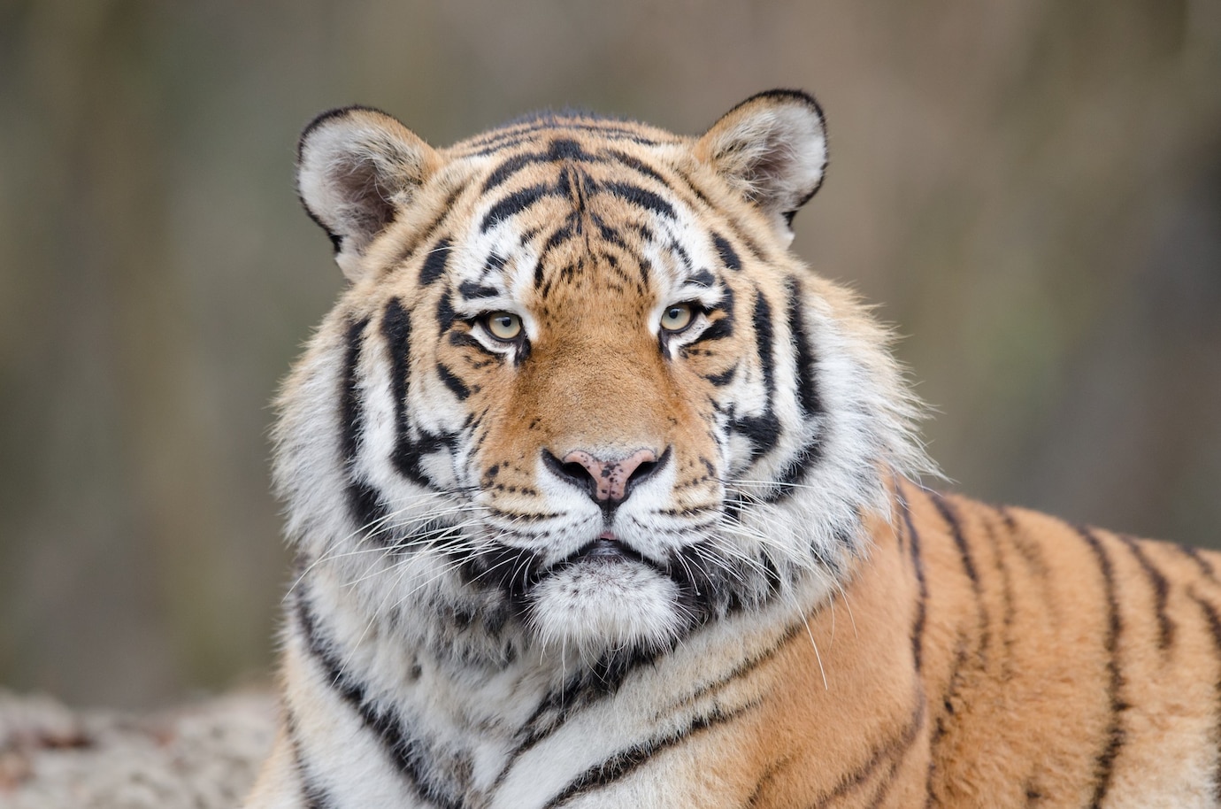 Мертвого амурского тигра нашли в реке в российском регионе