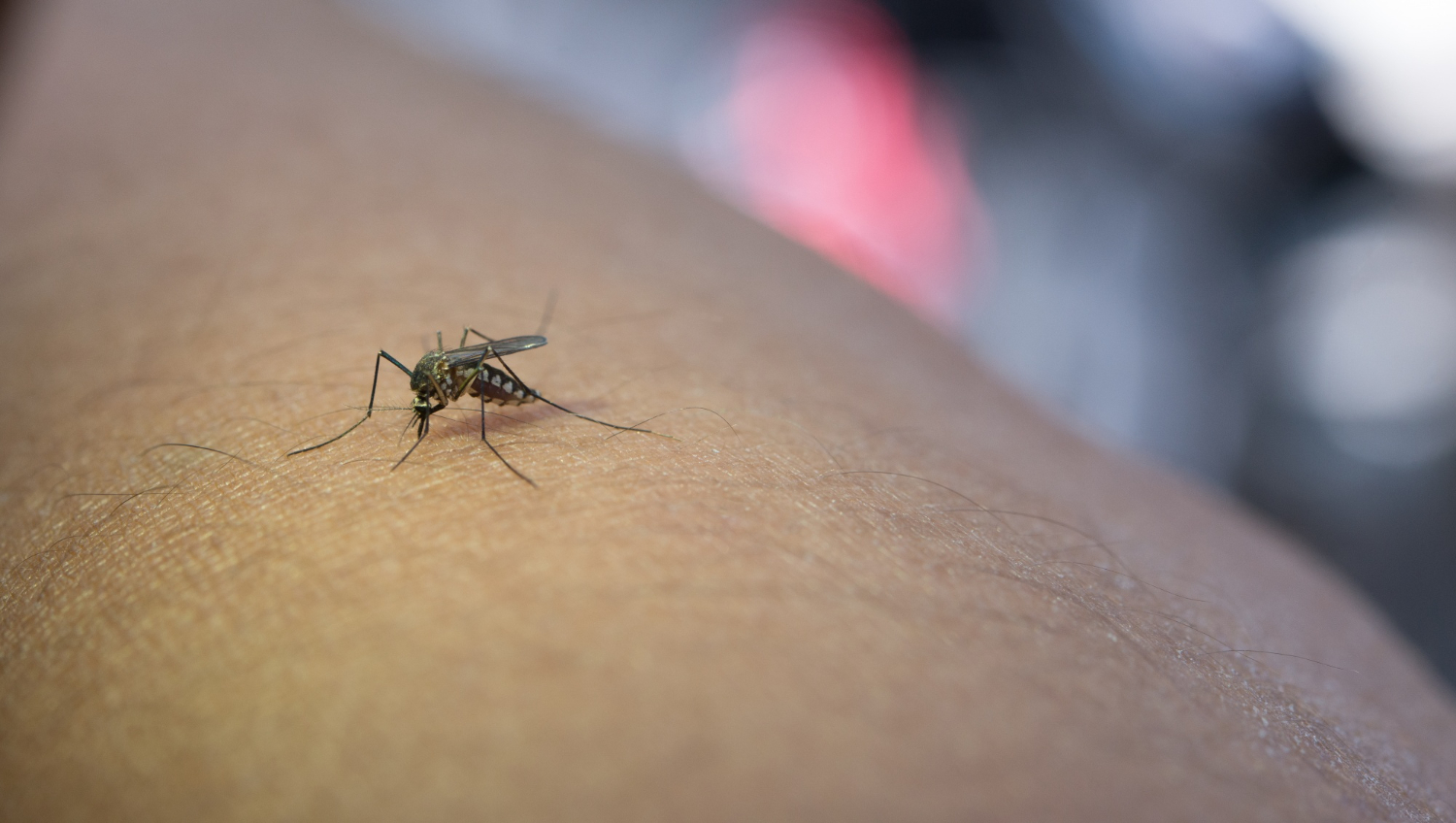 Кузбассовцев предупредили, какие укусы насекомых наиболее опасны