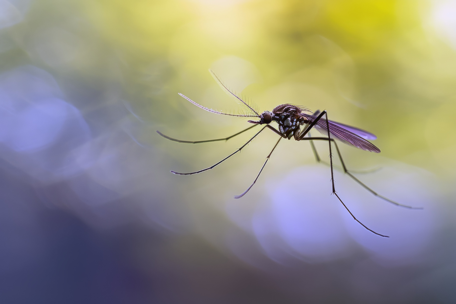 Не действуют: почему комары перестали бояться репеллентов