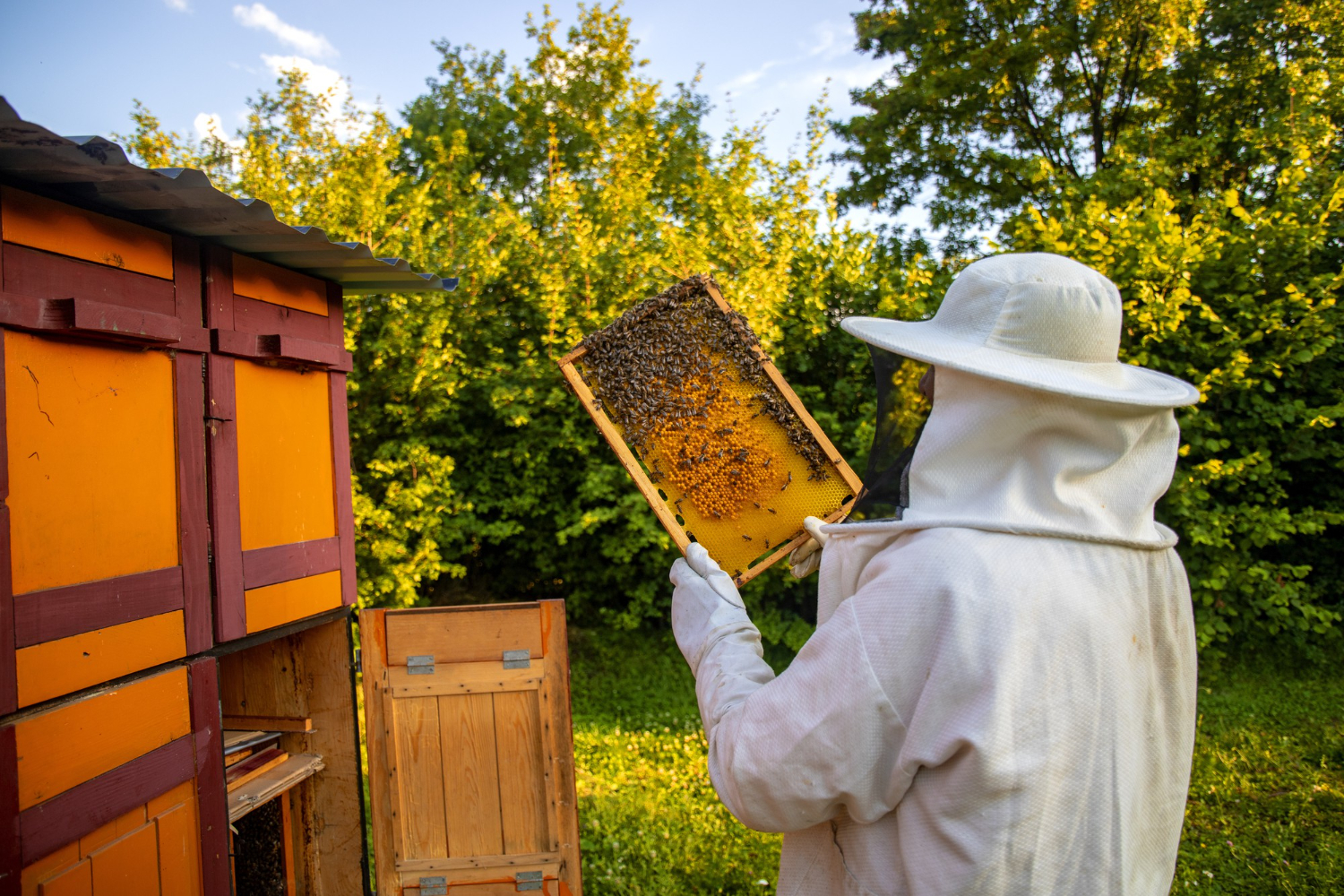 Химический токсикоз убивает пчел в российском регионе