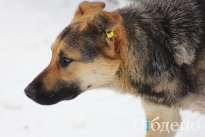 Собака напала на маленькую девочку в российском регионе