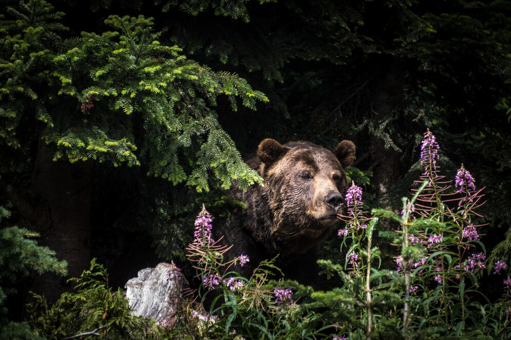 На кладбище в Кузбассе опять заметили медведя