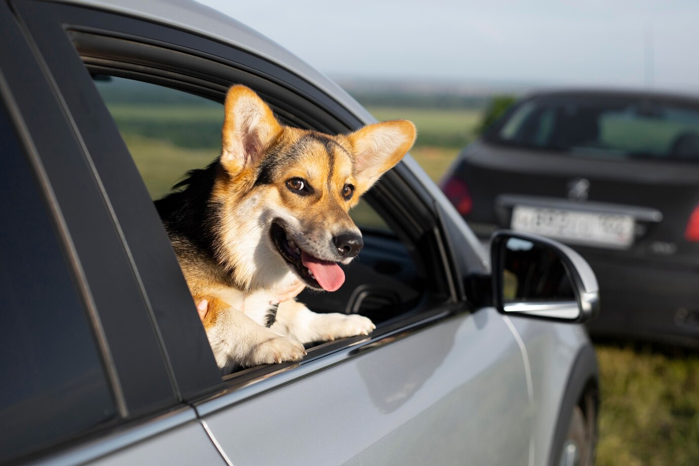 Ветеринар призвал не оставлять животных в автомобиле в жару
