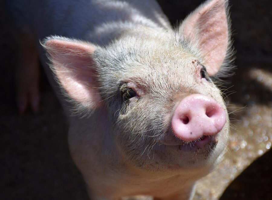 Кузбассовцам рассказали, как не заразиться от свиней опасным вирусом