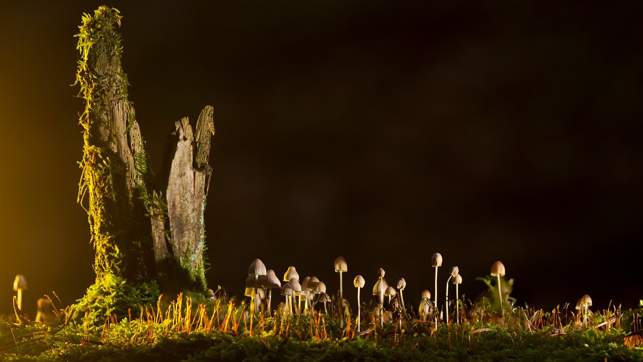 Обильные ливни в российском регионе превратили группу лесных грибов в мутантов