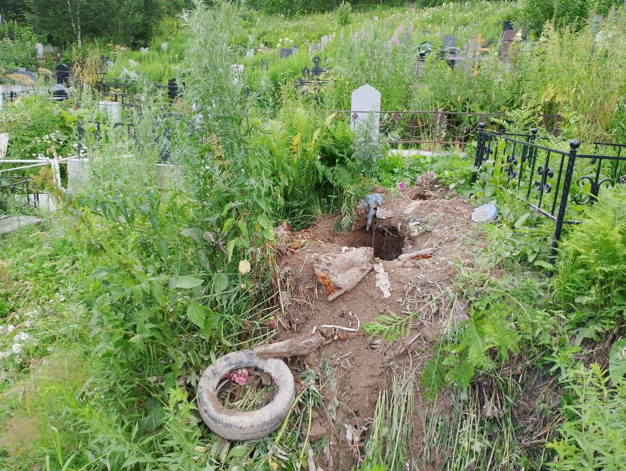 Опасные хищники роют могилы и едят на кузбасском кладбище
