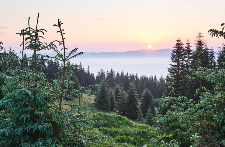 Грибника, пропавшего в лесу Кузбасса, нашли мёртвым