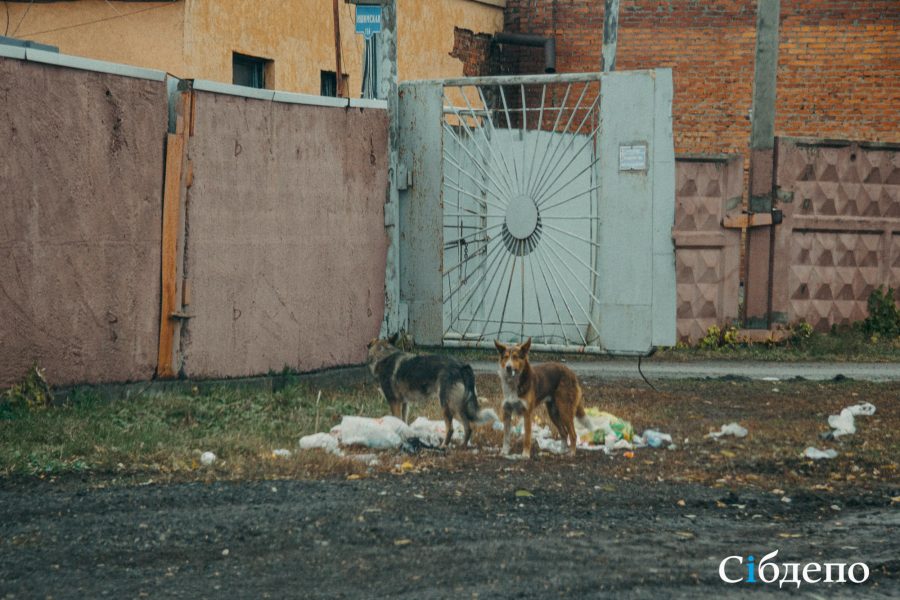 Видно мясо: жуткое нападение собаки в Кузбассе попало во внимание главы СК