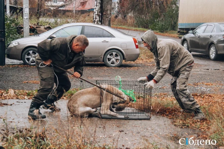 В Кузбассе ловец собак сам может оказаться в клетке