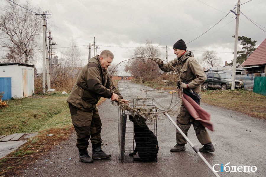 В Кузбассе разрешили усыплять бродячих собак