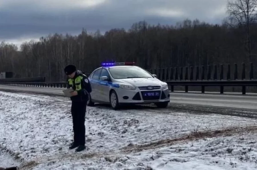 Дикий зверь погиб при странных обстоятельствах на сибирской трассе