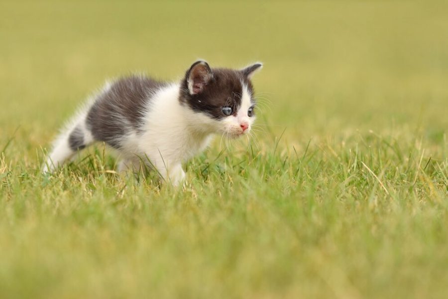 Котенка бросили в пасть хищной твари