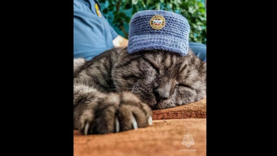 В День кошек пожарные в Сибири рассказали о самом милом коллеге